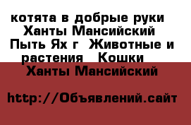  котята в добрые руки - Ханты-Мансийский, Пыть-Ях г. Животные и растения » Кошки   . Ханты-Мансийский